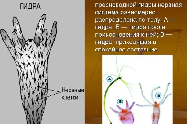 Кракен тор ссылка онион